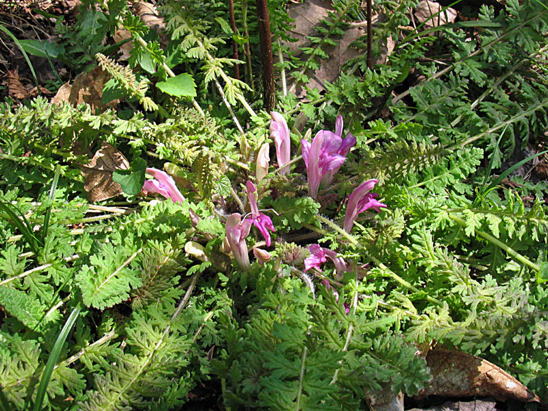 Pedicularis acaulis Scop. / Pedicolare primaticcia